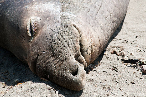 Sleeping Elephant Seal stock photo