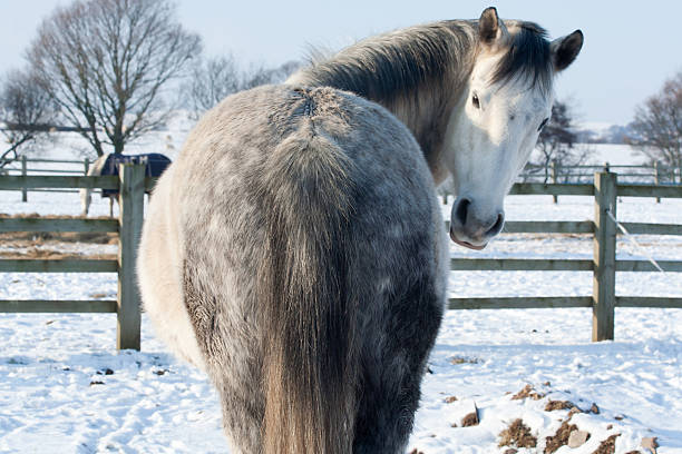 Horse eating hay, snowy landscape in background