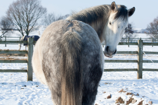 Beautiful dapple grey horse looks back toward the camera whilst standing in snowy field
