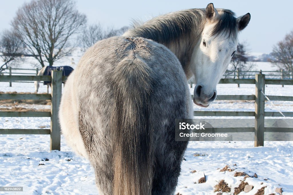 Lindo cavalo cinza dapple looks de volta para a câmera - Foto de stock de Cavalo - Família do cavalo royalty-free