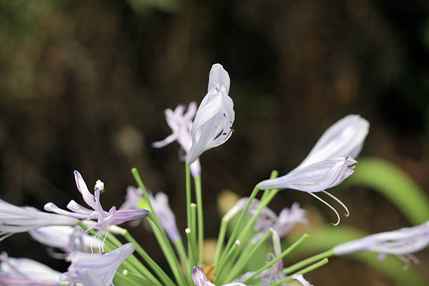 agapanthus flower Agapanthus flower about ready to die hearkencreative stock pictures, royalty-free photos & images