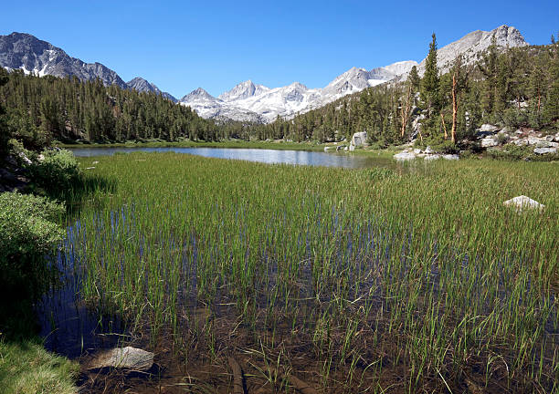istock Summer view of a mountain meadow 152144912
