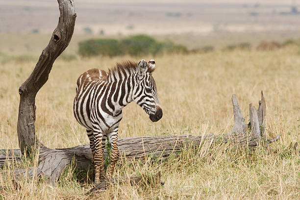 Jeune zèbre au Kenya. - Photo