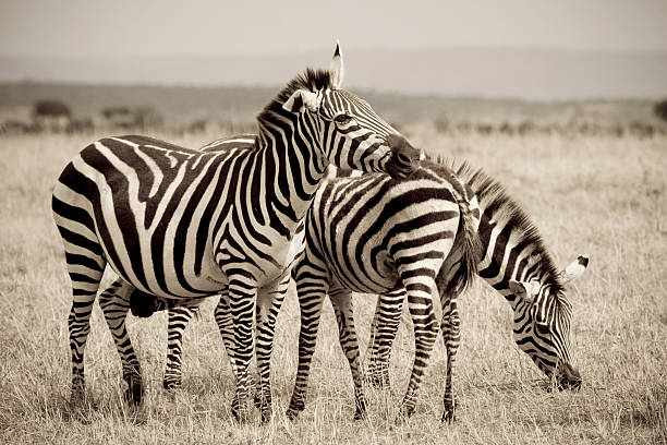 Deux zèbre à l'état sauvage. - Photo