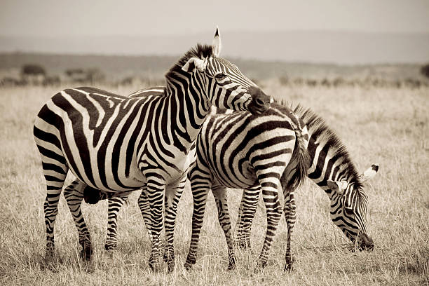 Dois zebra selvagem. - fotografia de stock