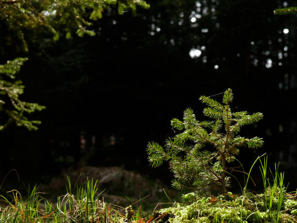istock young spruce (Picea) in the evening light against a dark background. Southern Germany. 1521450607