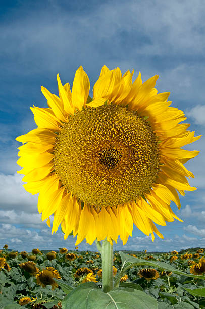 Sunflower stock photo