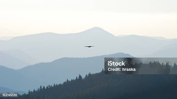 Swift Aquila - Fotografie stock e altre immagini di Albero - Albero, Ambientazione esterna, Animale