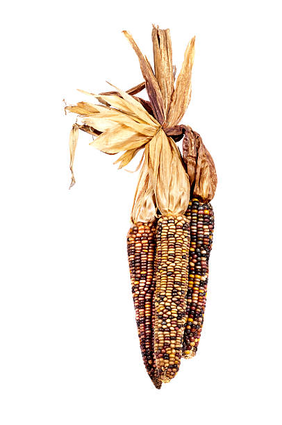 Indian Corn, or Maize stock photo