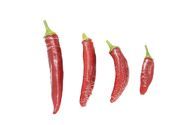 pepper stock photo