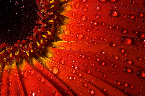 Dew on a red gerbera stock photo