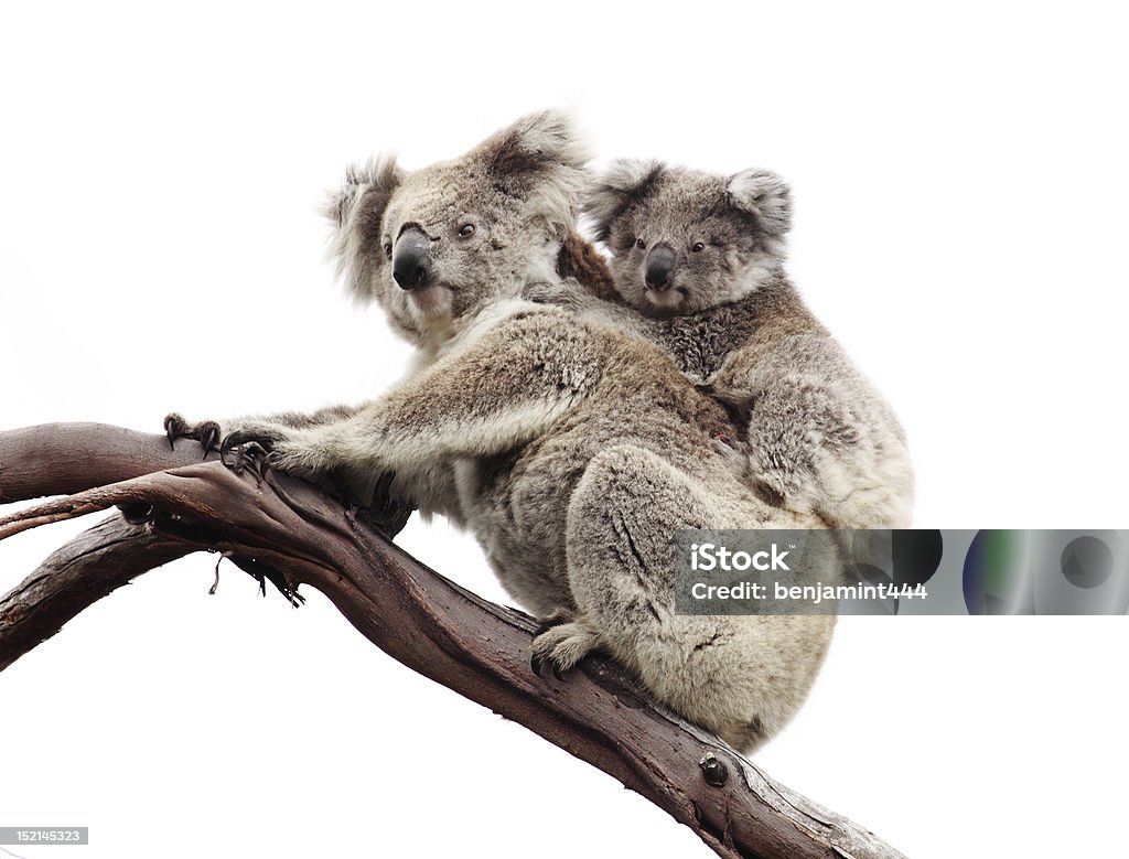 Koala bears isolé sur blanc - Photo de Koala libre de droits