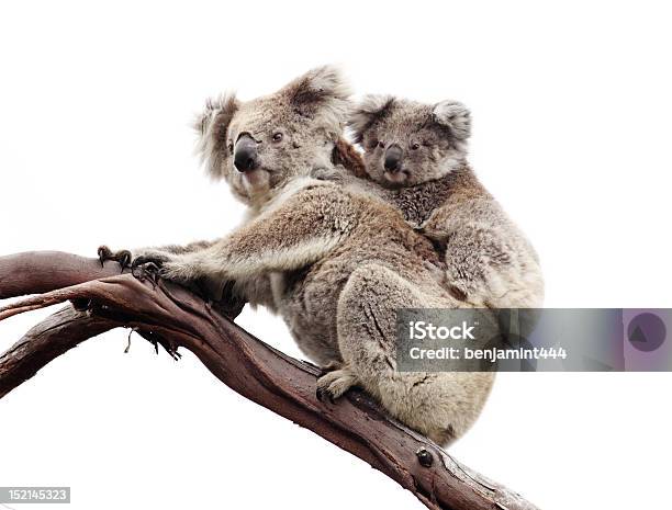 Foto de Ursos Coala Isolada No Branco e mais fotos de stock de Coala - Coala, Fundo Branco, Austrália