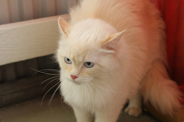 istock Snowie the ragdoll cat 1521453389