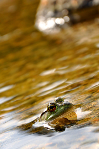 A Green Frog peers above the water of Bubble Pond in Acadia State Park in Maine.