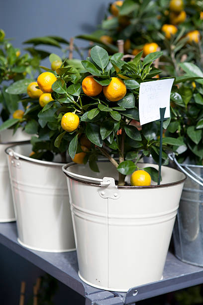 orange trees for sale stock photo