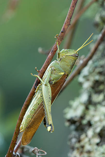 Locust stock photo