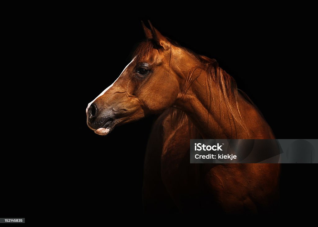 Arabian mare Profile portrait of a splendid purebred Arabian mare. The brown horse stands in front of a black background, lots of capyspace. Horse Stock Photo