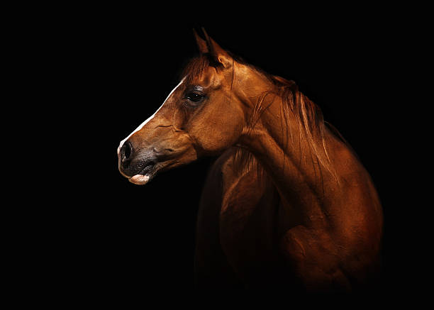 Arabian mare Profile portrait of a splendid purebred Arabian mare. The brown horse stands in front of a black background, lots of capyspace. thoroughbred horse stock pictures, royalty-free photos & images