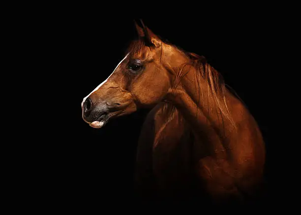 Profile portrait of a splendid purebred Arabian mare. The brown horse stands in front of a black background, lots of capyspace.