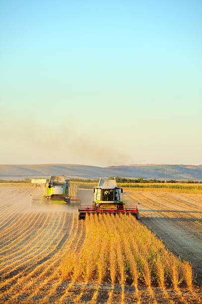 Agricultural machinery on fields harvesting ripe wheat crops. Pastel colours. Selective focus.