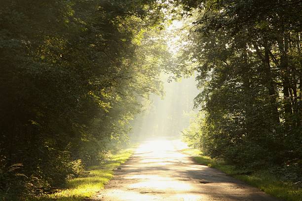 istock Country Road through the forest at dawn 152145903