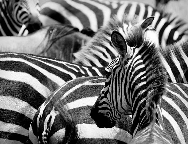 istock pattern of zebras, masai mara, kenya 152145989