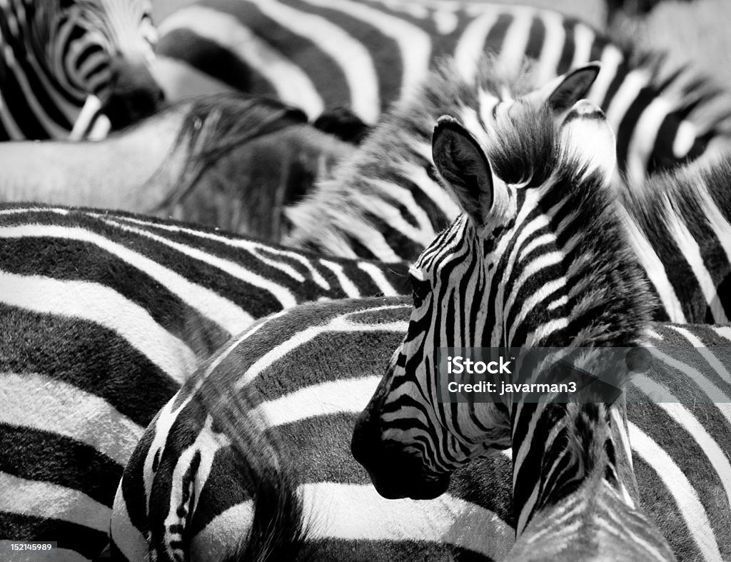 Padrão de zebras de masai mara, do Quénia - Royalty-free Animal Foto de stock