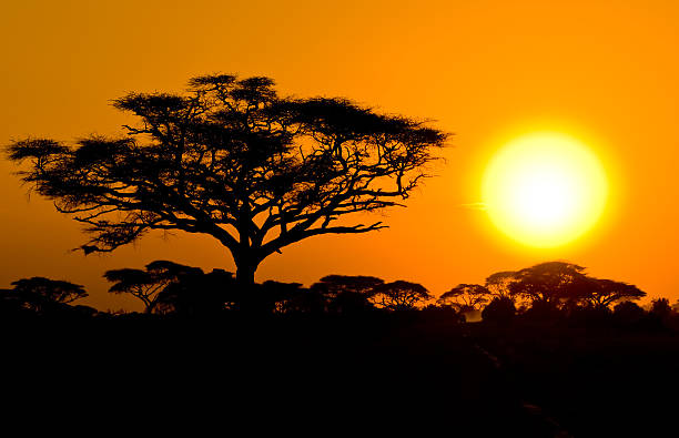 istock african sunset in savannah, kenya 152146013
