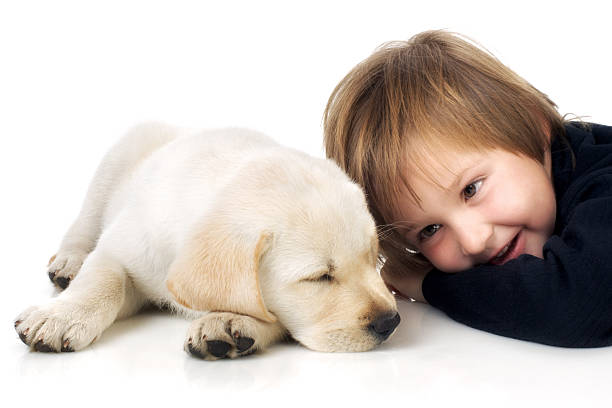 Child lying with sleeping Labrador retriever puppy on white background