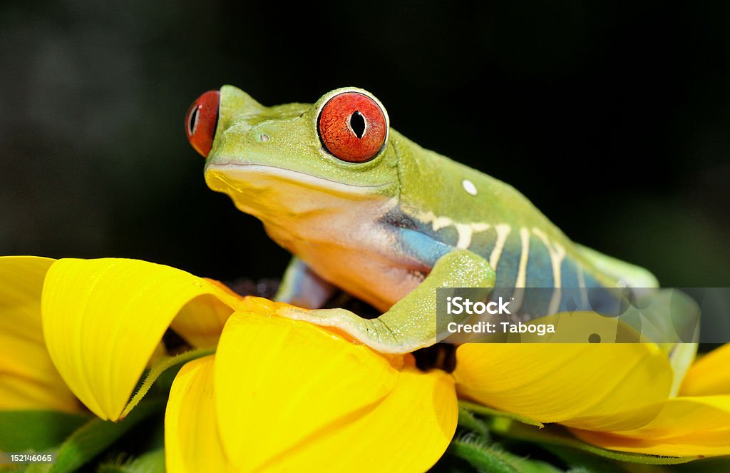 Rosso dagli occhi Raganella - Foto stock royalty-free di Anfibio