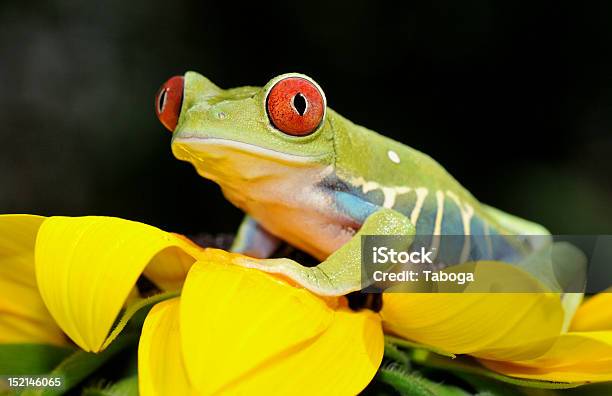 Rosso Dagli Occhi Raganella - Fotografie stock e altre immagini di Anfibio - Anfibio, Bellezza naturale, Clima tropicale