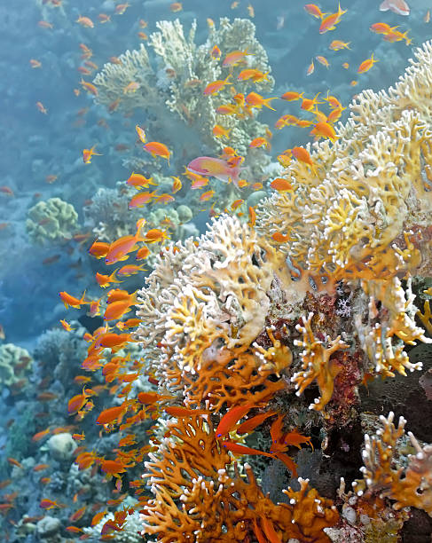 istock Colony anthias on the fire coral 152146185