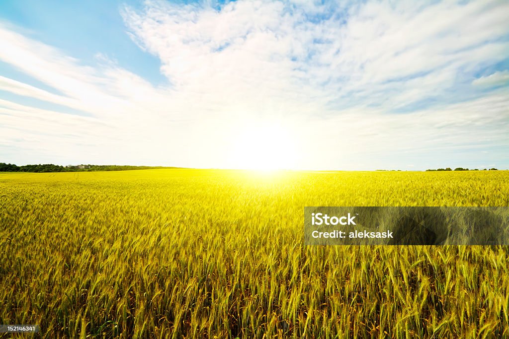 Champ de blé à l'aube - Photo de Agriculture libre de droits