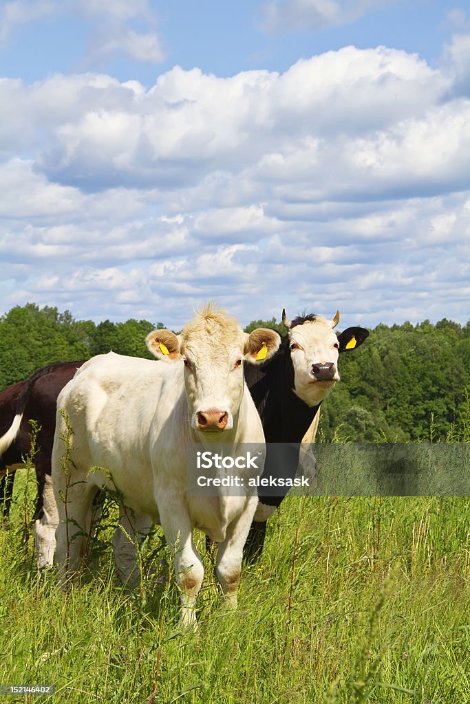 Kühe auf der Wiese - Lizenzfrei Bildkomposition und Technik Stock-Foto
