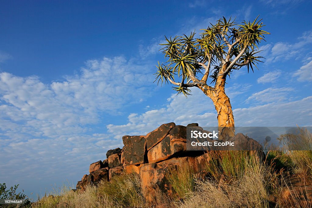 Quiver tree landscape Desert landscape with granite rocks and a quiver tree (Aloe dichotoma), Namibia, southern Africa Africa Stock Photo