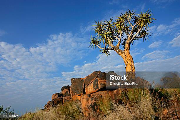 Quiver Tree Landscape Stock Photo - Download Image Now - Africa, Aloe, Blue
