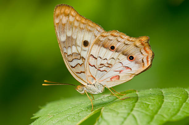 Buckeye butterfly stock photo