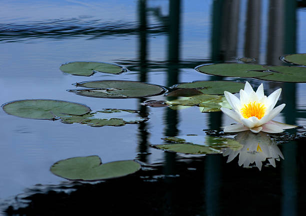 White water lily stock photo