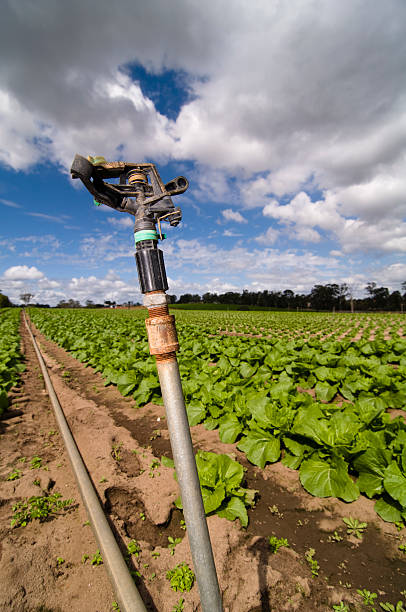 istock Agriculture and Farms - Irrigation 152146858