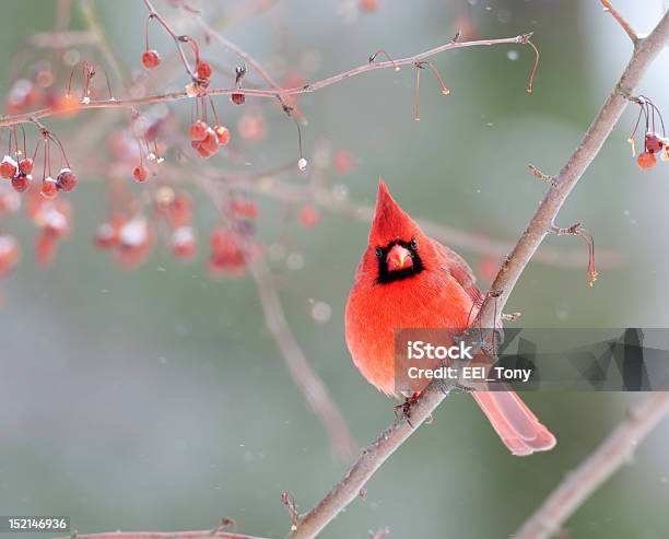 Macho Cardinal En Invierno Foto de stock y más banco de imágenes de Pájaro cardenal - Pájaro cardenal, Cardenal norteño, Aire libre