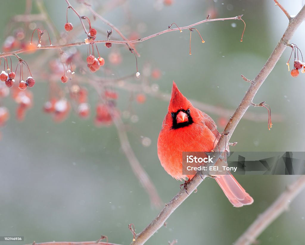 Maschio Cardinale in inverno - Foto stock royalty-free di Cardinale - Uccello