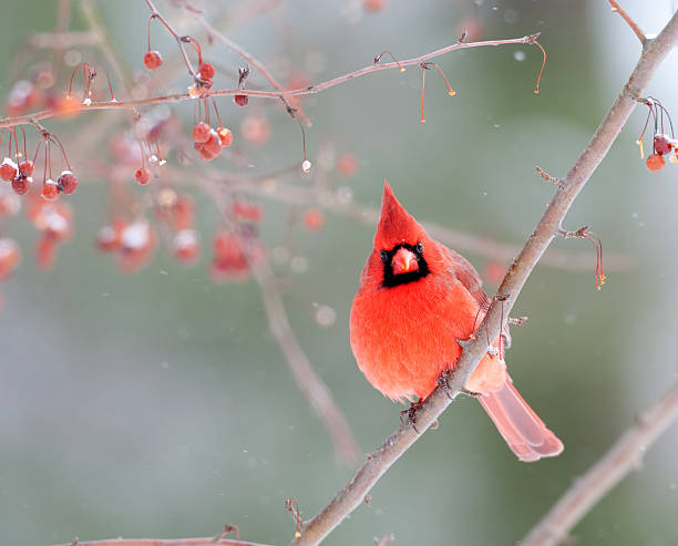 istock Male cardinal in winter 152146936