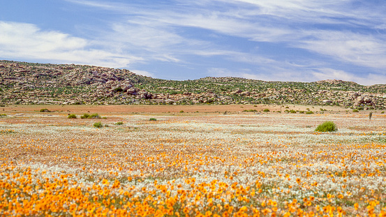 A carpet of California poppies (Eschscholzia californica) in the Lancaster valley of southern California after the abundant rains of the winter of 2017. This photo is a stack, a composite of 10 or more individual photos combined during post processing in the computer to render all parts of the subject in focus.