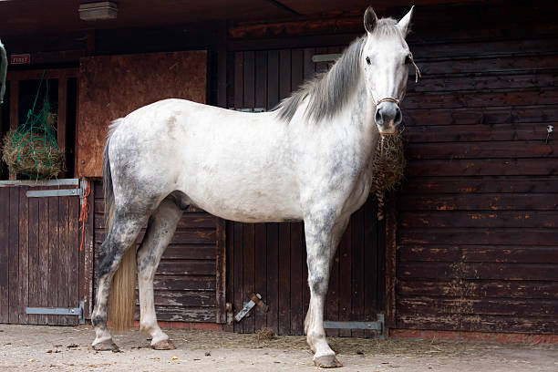 Beautiful dapple grey horse standing on stable yard Beautiful dapple grey horse standing on stable yard waiting to be groomed. dapple gray horse standing silver stock pictures, royalty-free photos & images