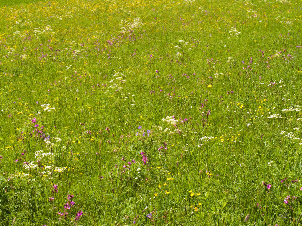 Flowers in spring in a meadow. Spring in Germany