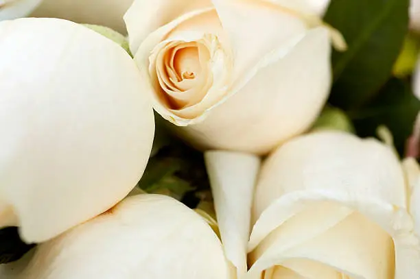 Close up of a white roses.