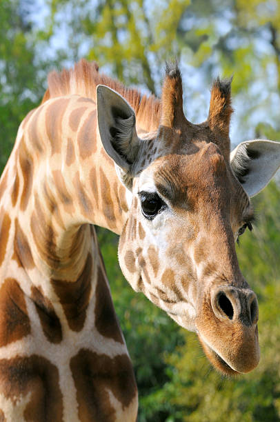 istock Portrait of giraffe 152147688