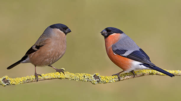 istock Male and female bullfinch 152147938