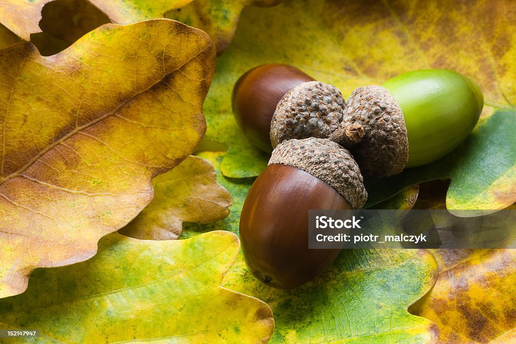 Acorns Autumn acorns with leaves Acorn Stock Photo